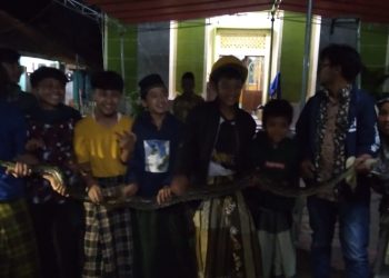 Ngeri! Malam Jum’at Ular Piton Besar Masuk Perkampungan