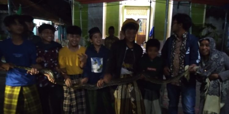 Ngeri! Malam Jum’at Ular Piton Besar Masuk Perkampungan